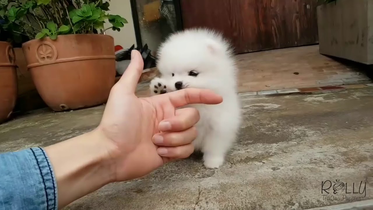 cani di piccola taglia a pelo corto in regalo