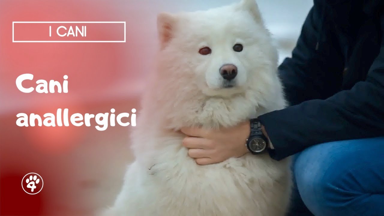 cani ipoallergenici cani che non perdono pelo