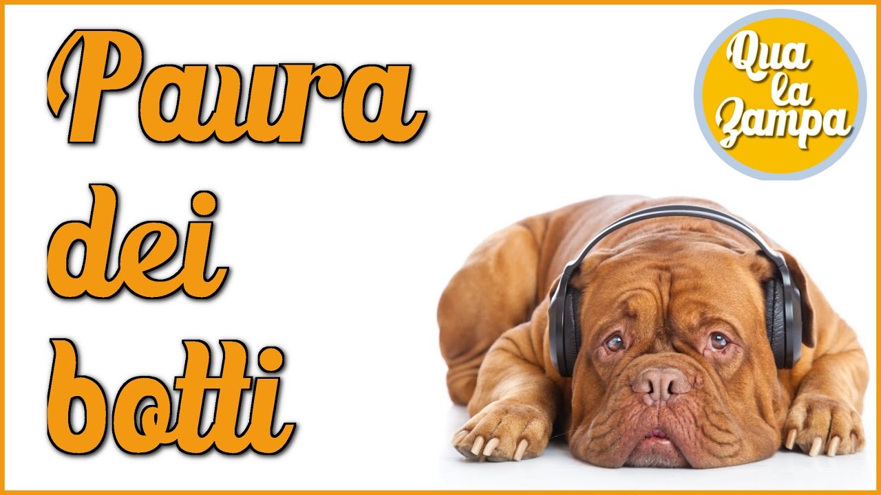 capodanno con il cane senza botti
