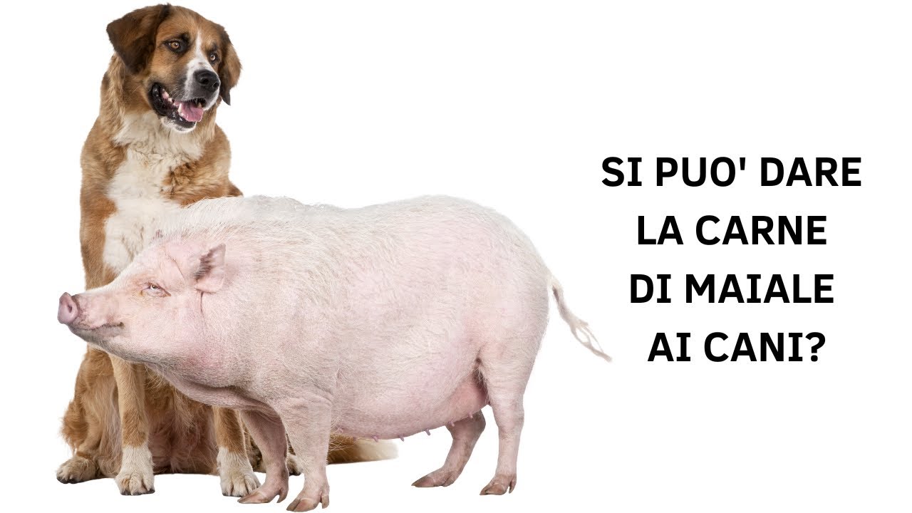 carne di maiale al cane diarrea