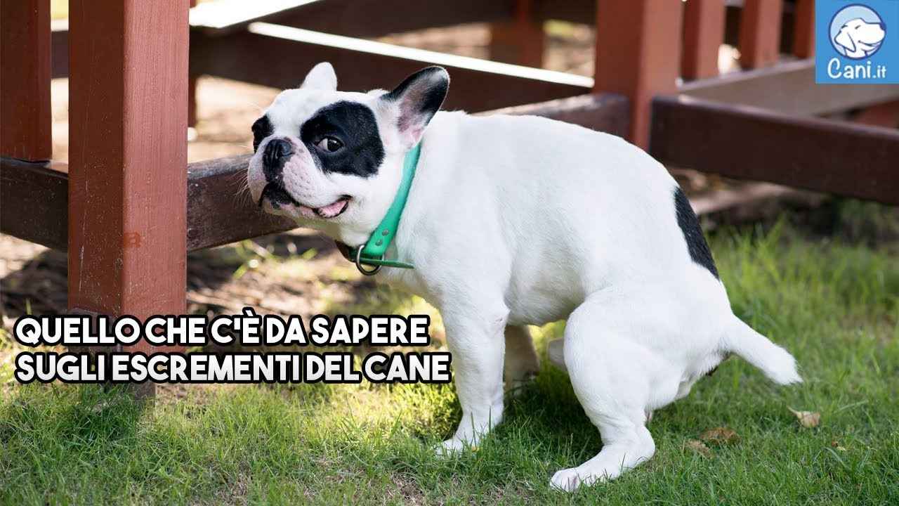 chicchi di riso nelle feci del cane