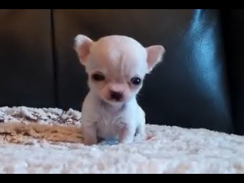 chihuahua mini toy a pelo lungo