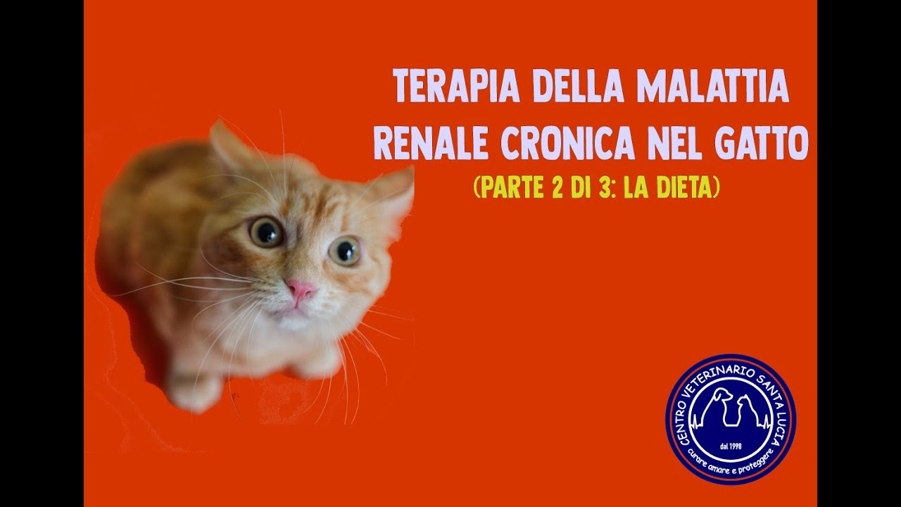 cibo per gatti con insufficienza renale