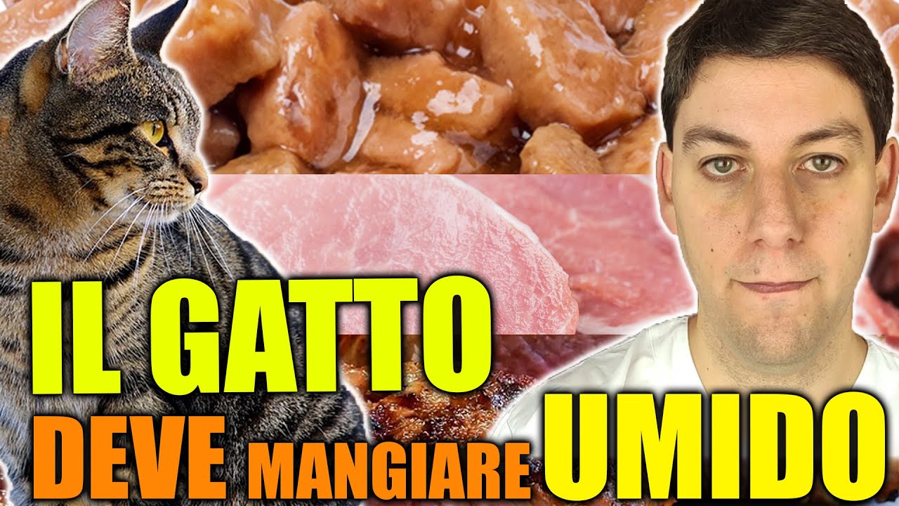 cibo per gatti con problemi intestinali