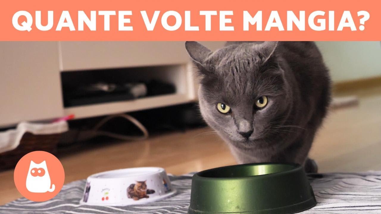 cibo per gattini di 2 mesi