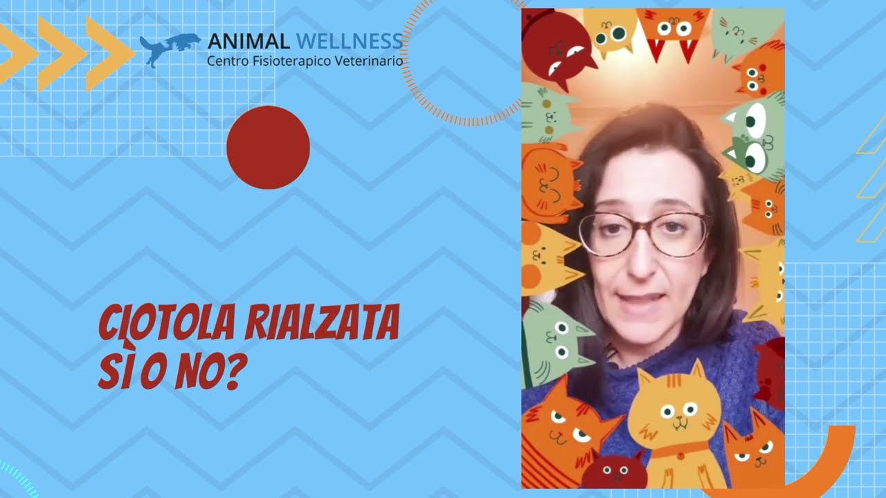 ciotola rialzata cane si o no