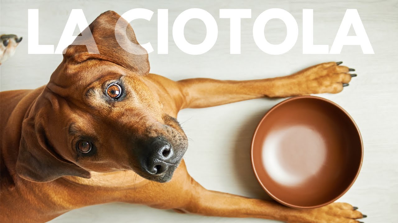 ciotole per cani con orecchie lunghe