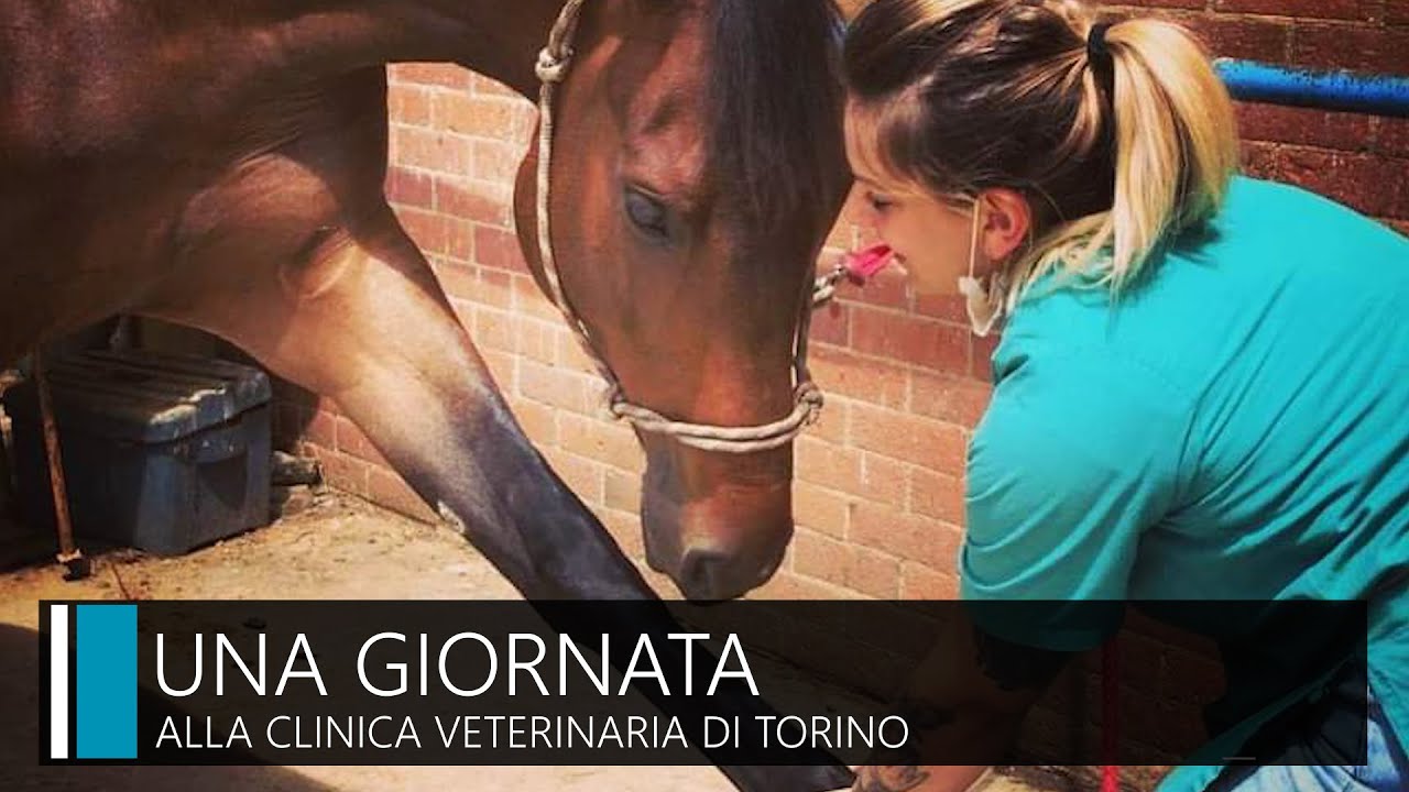 clinica veterinaria san paolo torino recensioni