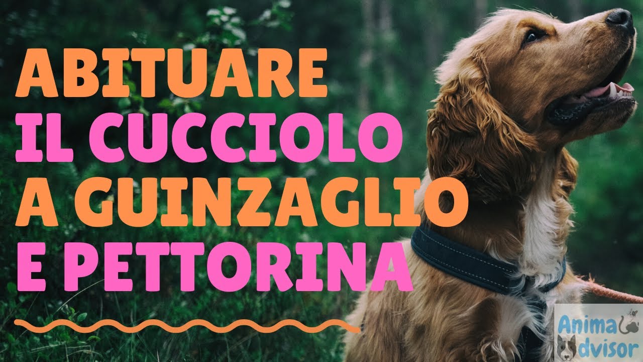 collare per cucciolo di 2 mesi