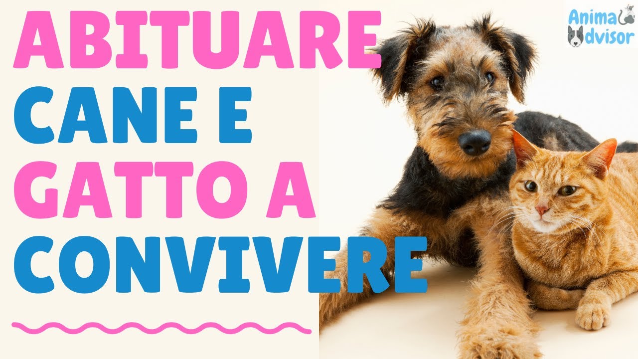come abituare il gatto al cane