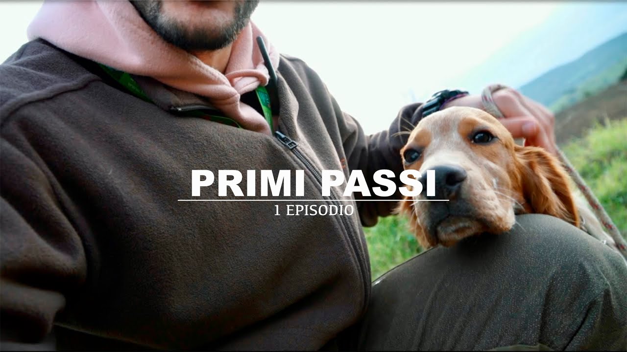 come addestrare il cane da caccia