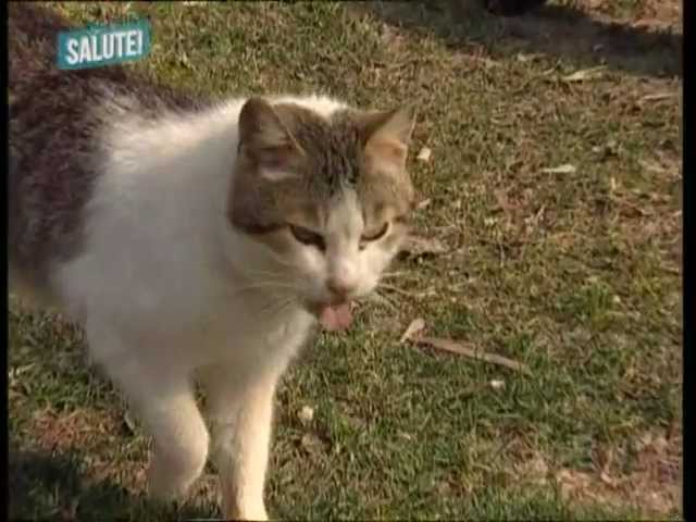 come aiutare il gatto a vomitare