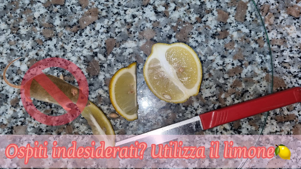 come allontanare i topi dal giardino