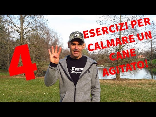come calmare un cucciolo troppo vivace