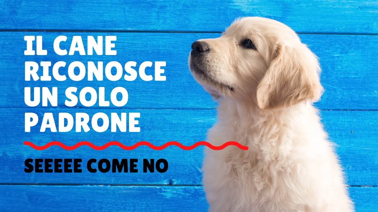 come capire chi è il padrone del cane