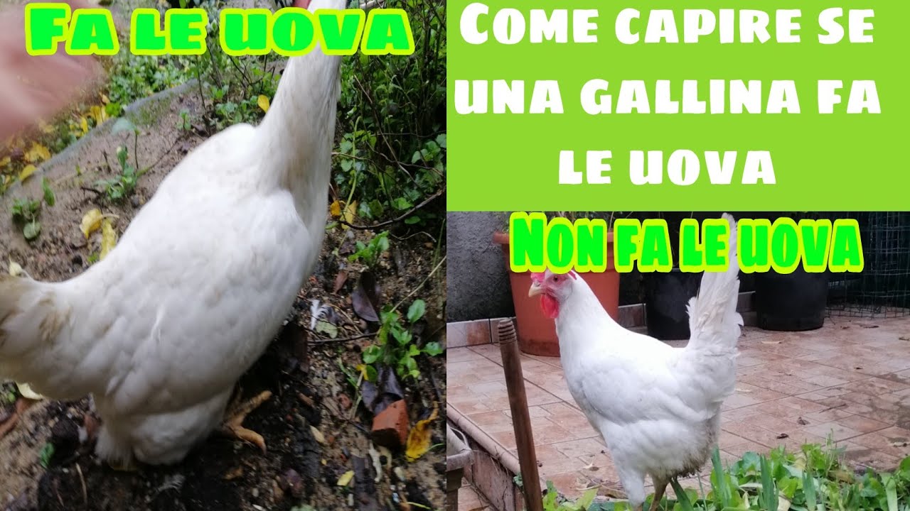 come capire l'età di una gallina