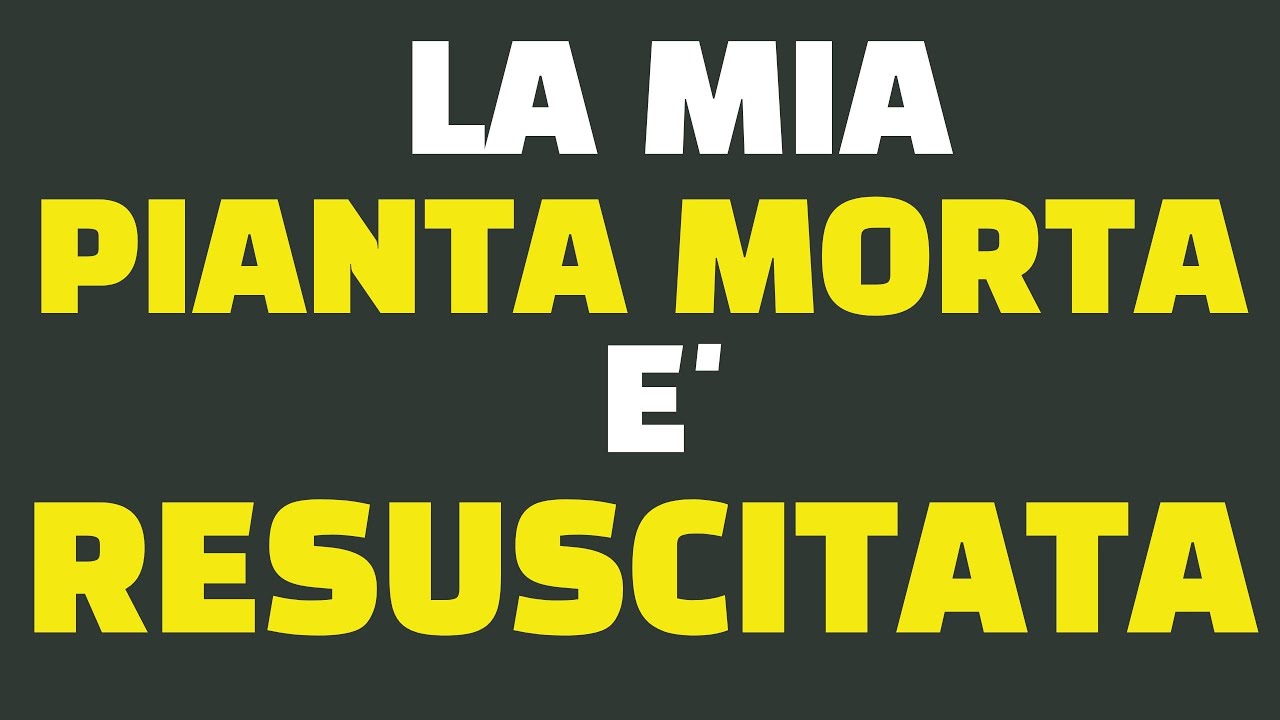 come capire se la lavanda è morta