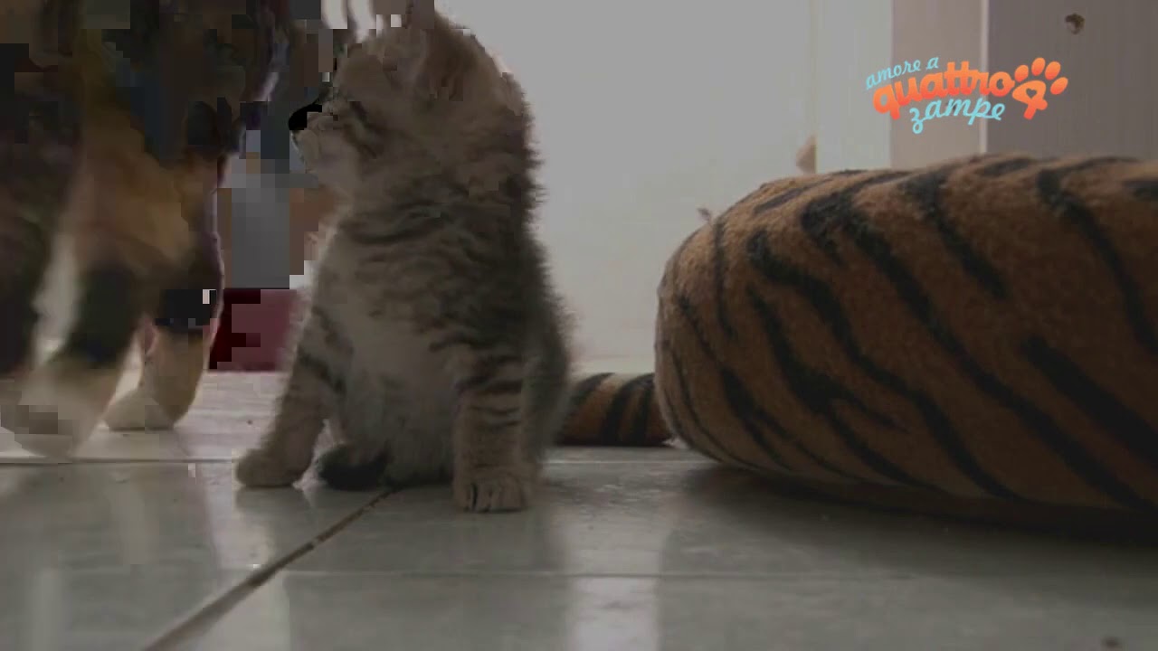 come capire se mamma gatta ha abbandonato i cuccioli