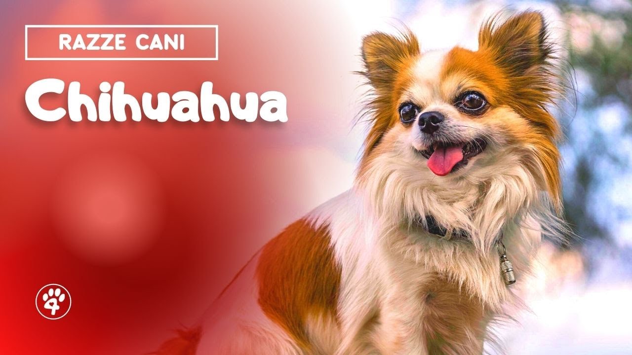 come capire se un chihuahua rimane piccolo