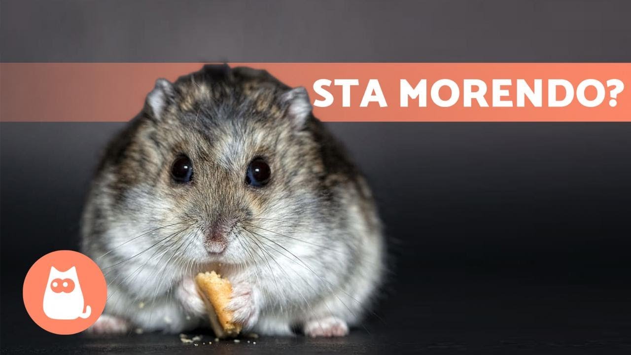 come capire se un criceto è vecchio
