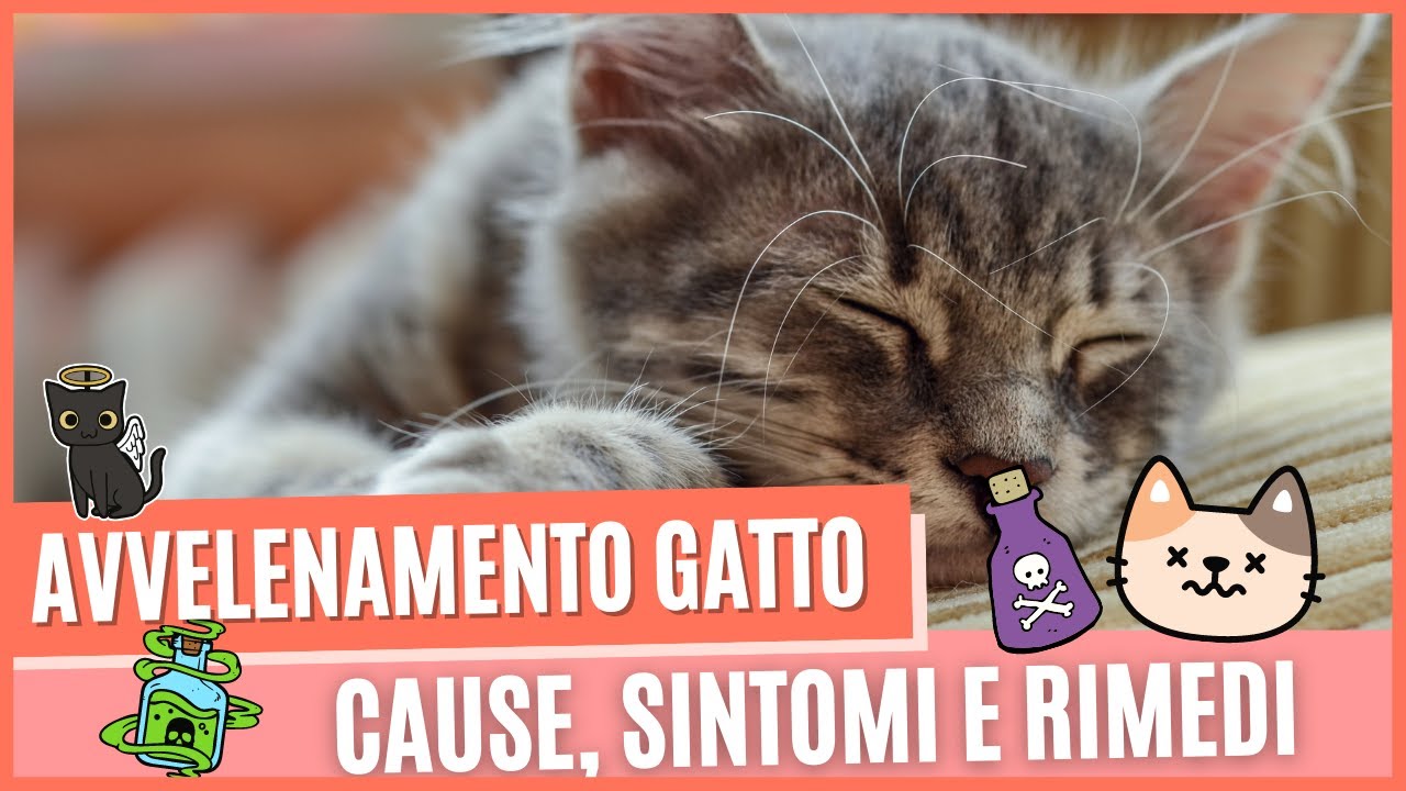 come capire se un gatto è stato avvelenato