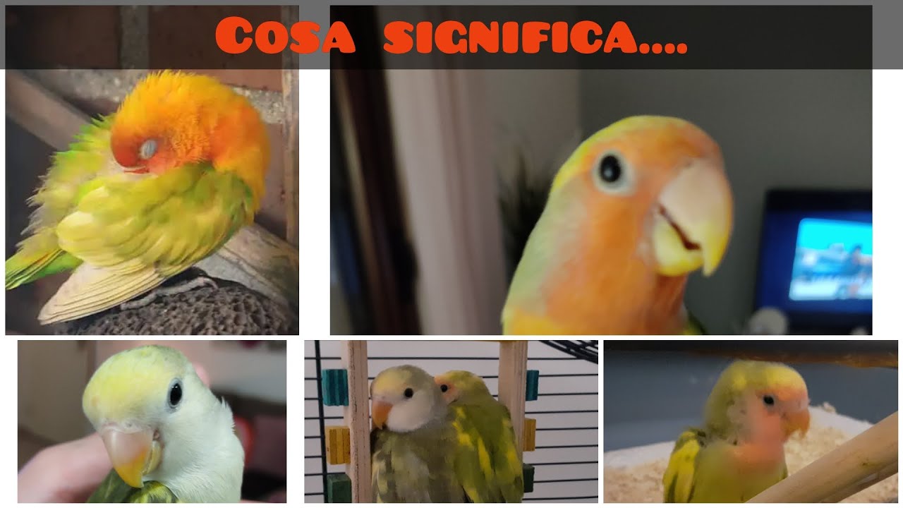 come capire se un pappagallo è felice