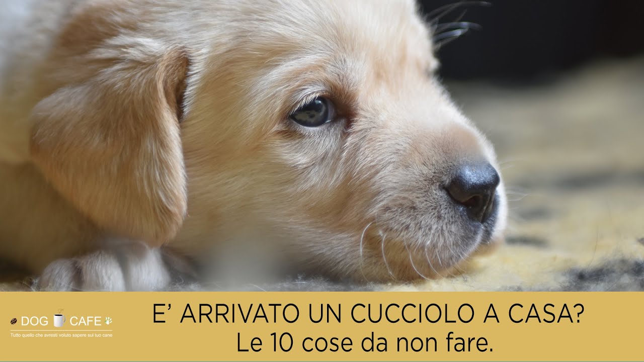come comportarsi con un cucciolo di cane