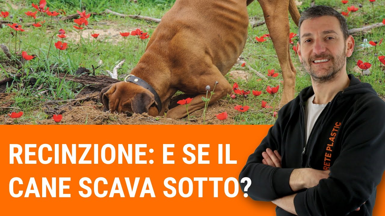 come costruire un recinto per cani