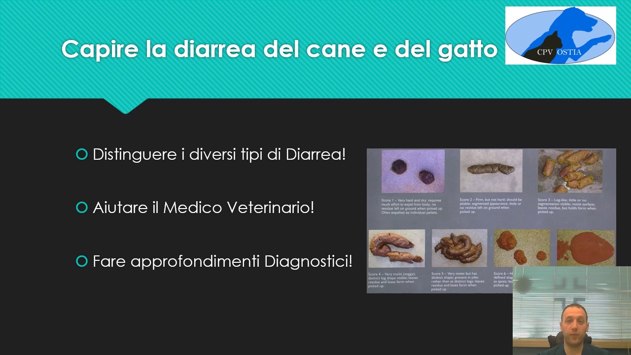 come curare la diarrea del cane
