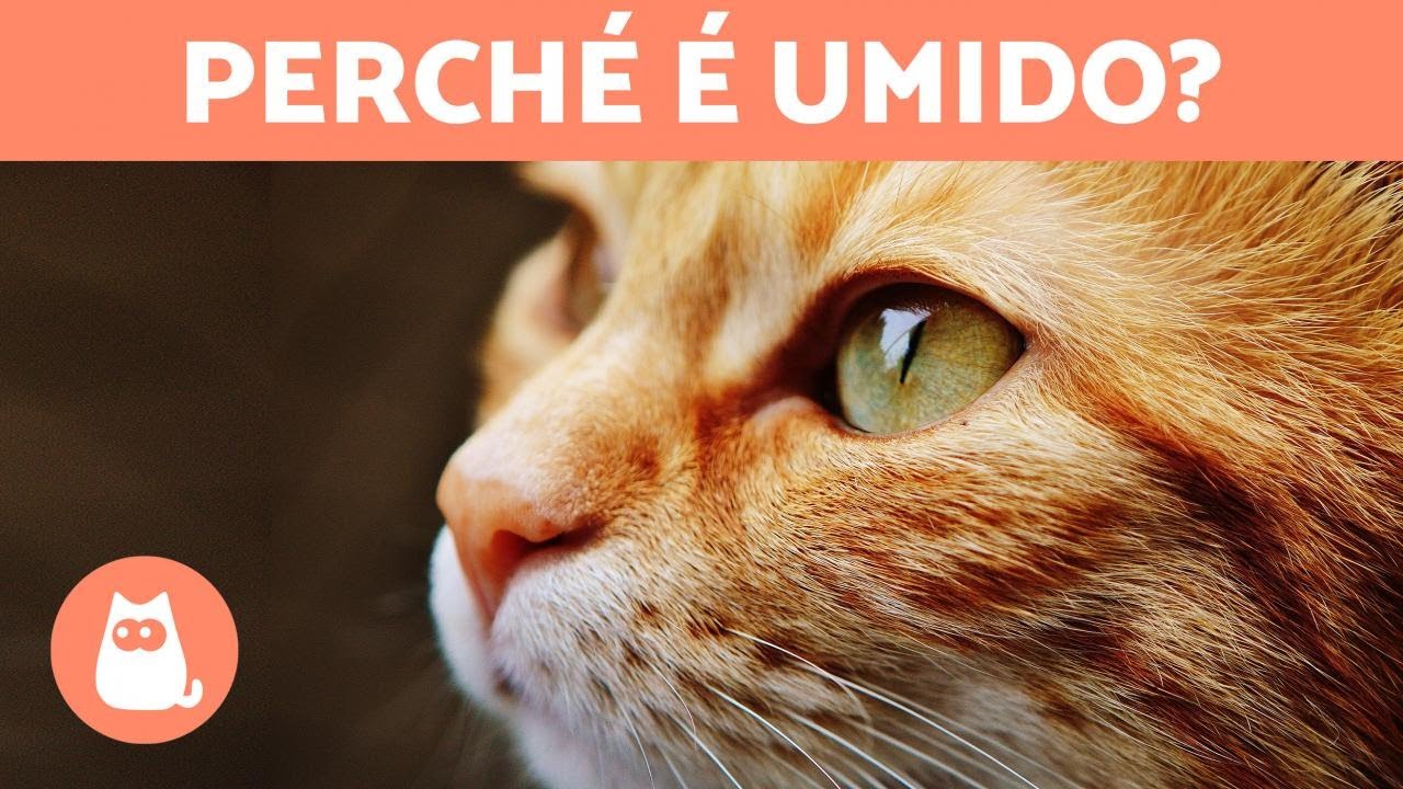 come deve essere il naso del gatto