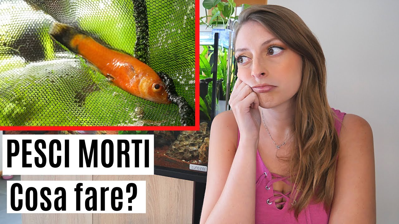 come disinfettare acquario dopo morte pesci