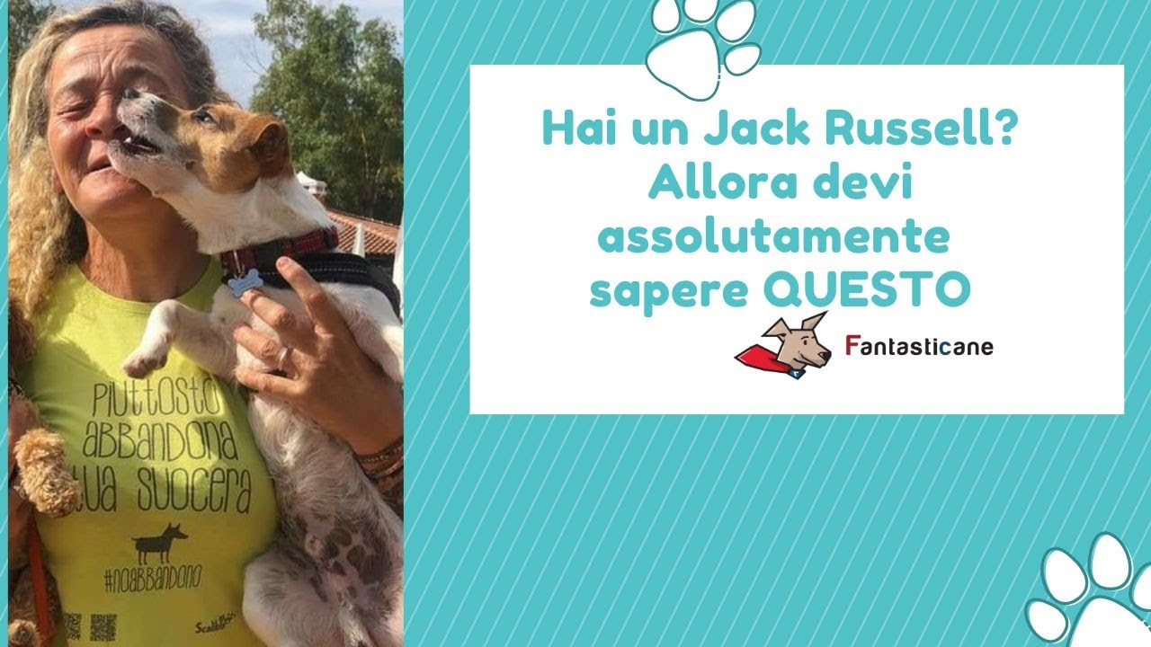 come educare un jack russel a non mordere