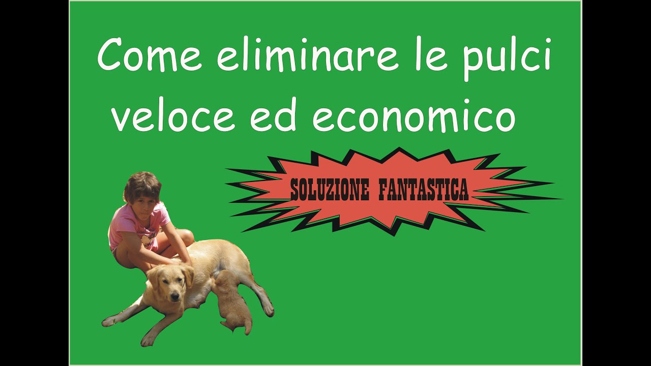 come eliminare le zecche da casa