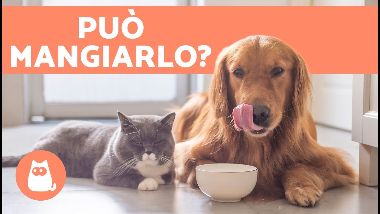 come evitare che il cane mangi il cibo del gatto
