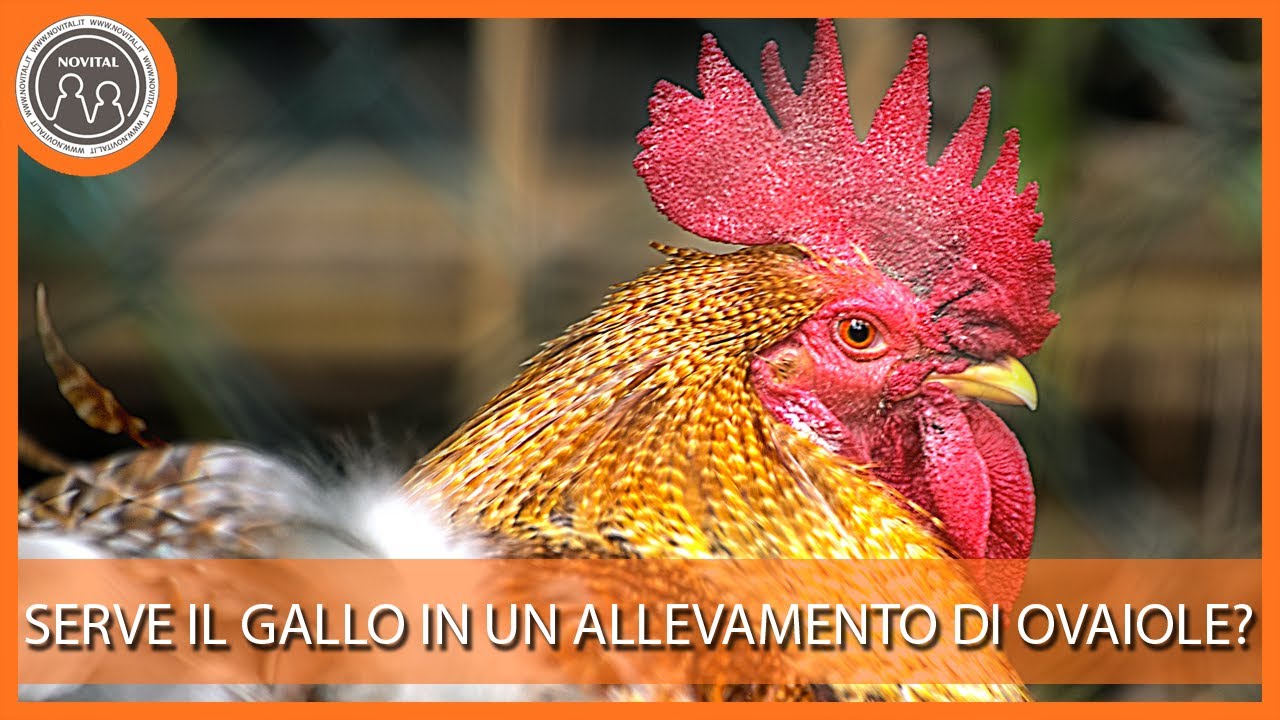 come fanno le galline a fare le uova senza gallo