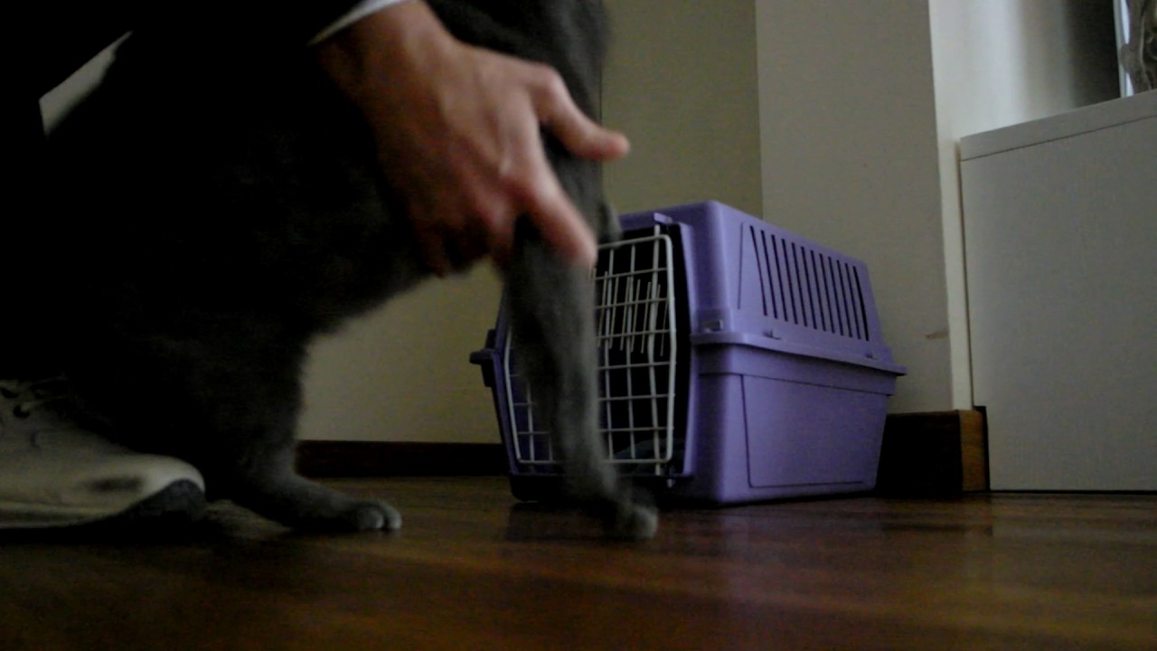 come fare entrare il gatto nel trasportino