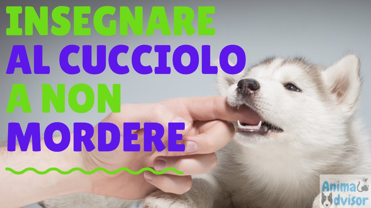 come insegnare al cane a non mordere per gioco