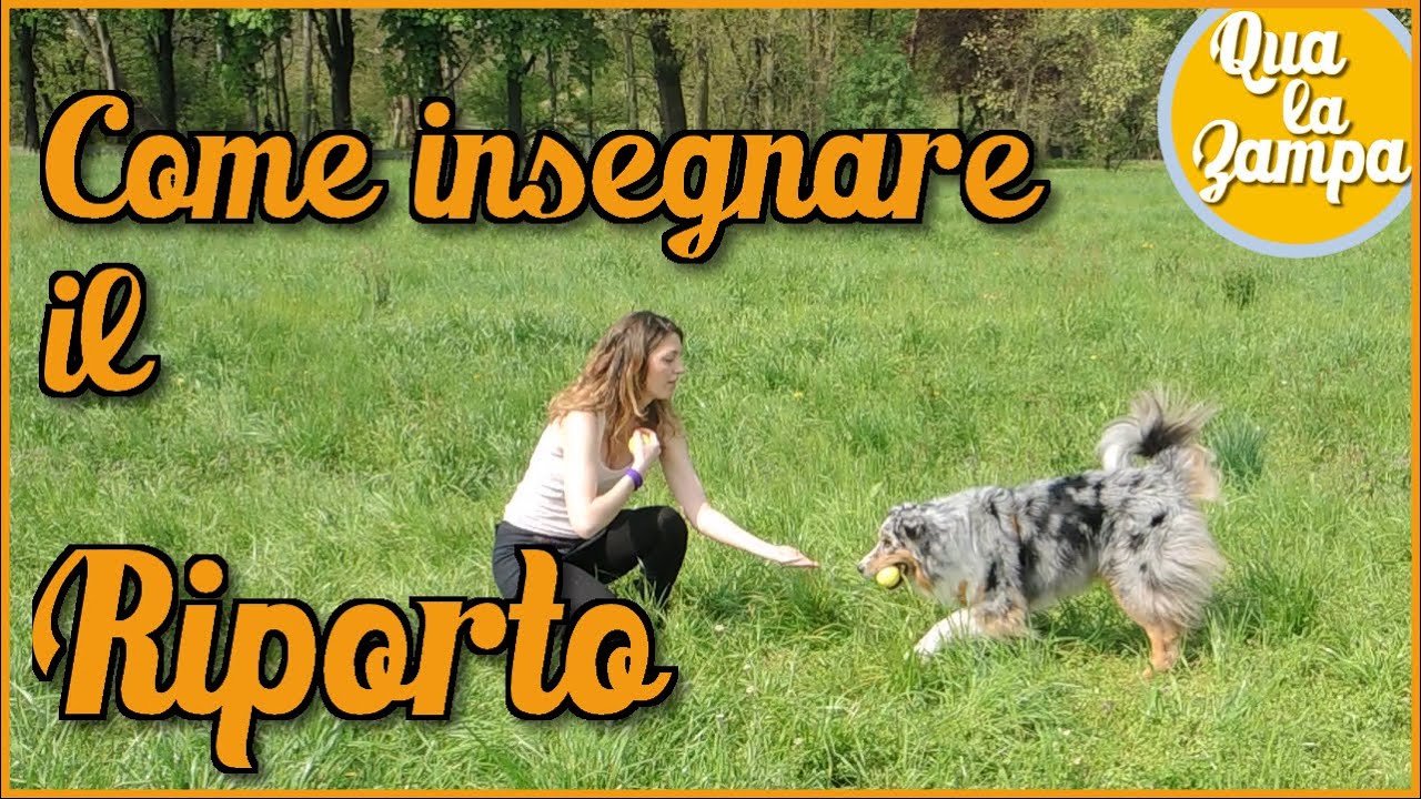 come insegnare al cane il riporto