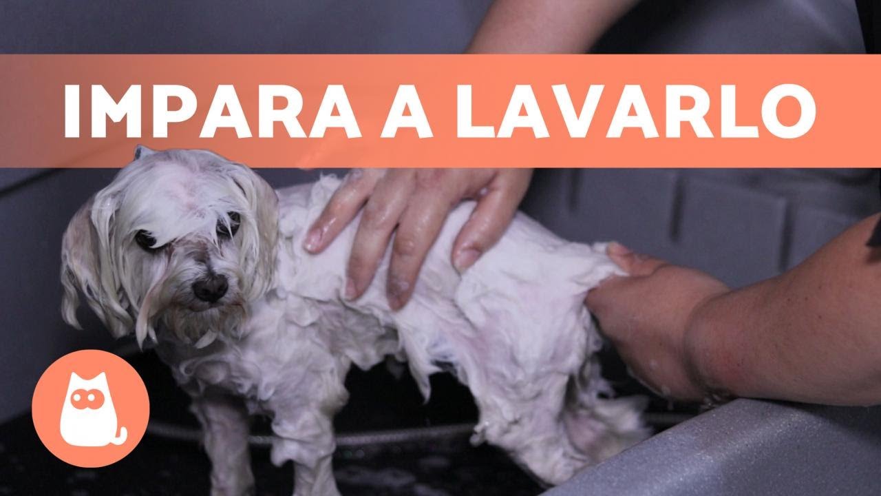 come lavare il cane in inverno