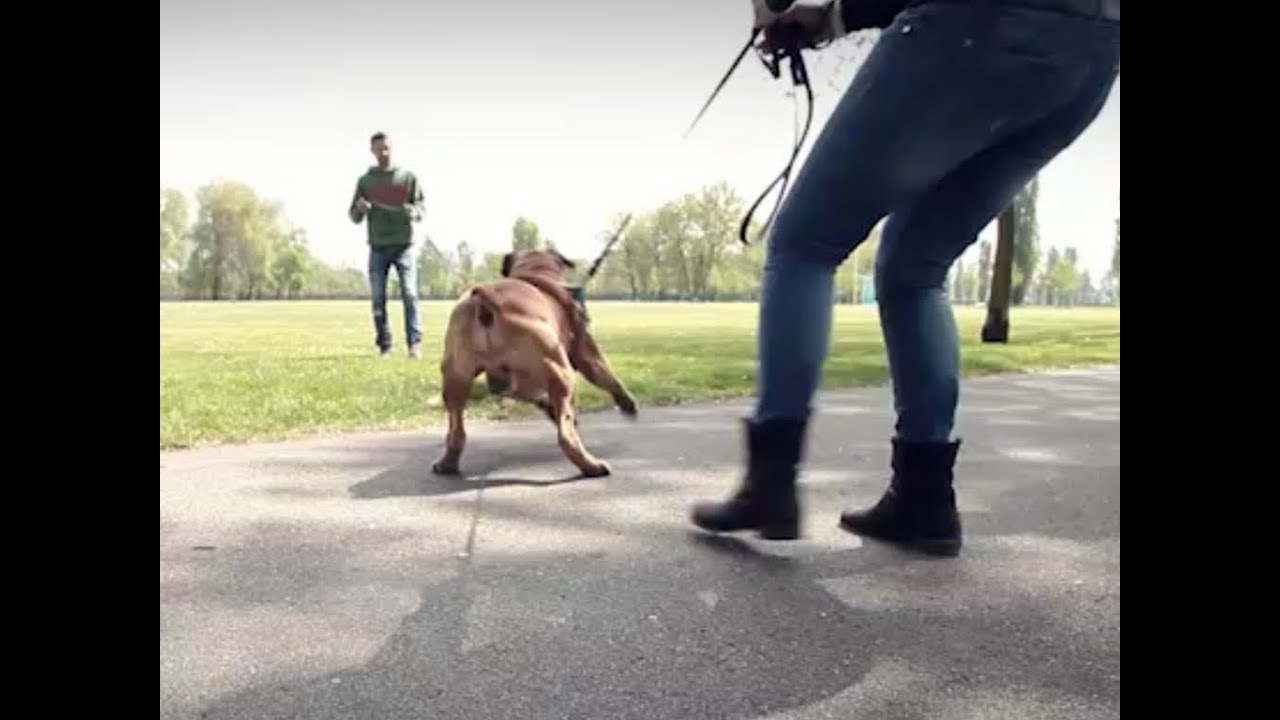 come liberarsi di un cane aggressivo