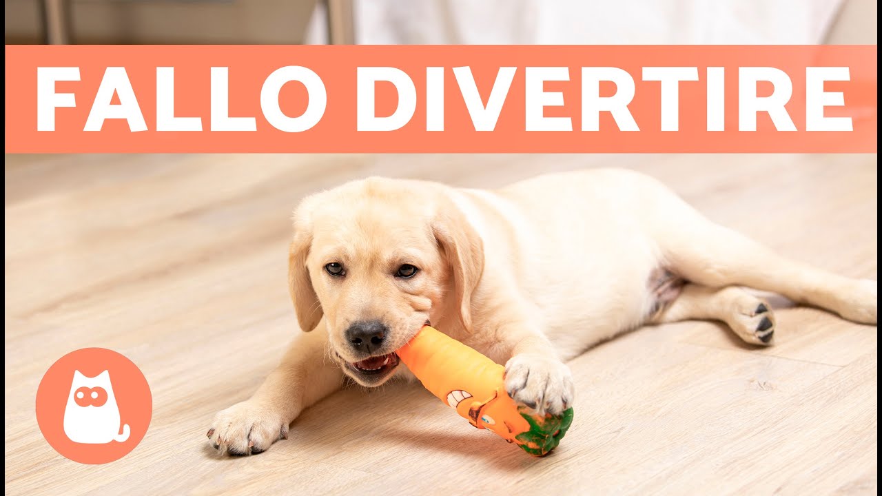 come non far annoiare il cane in casa