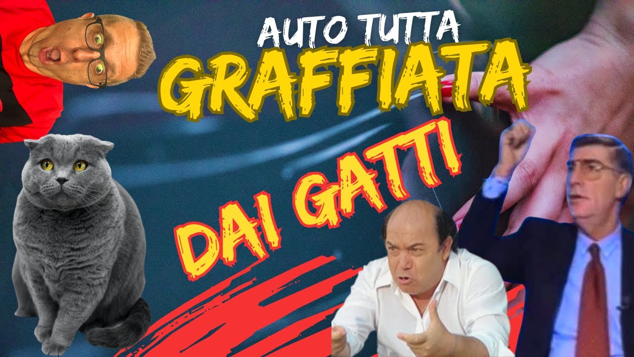 come non far salire i gatti sulla macchina