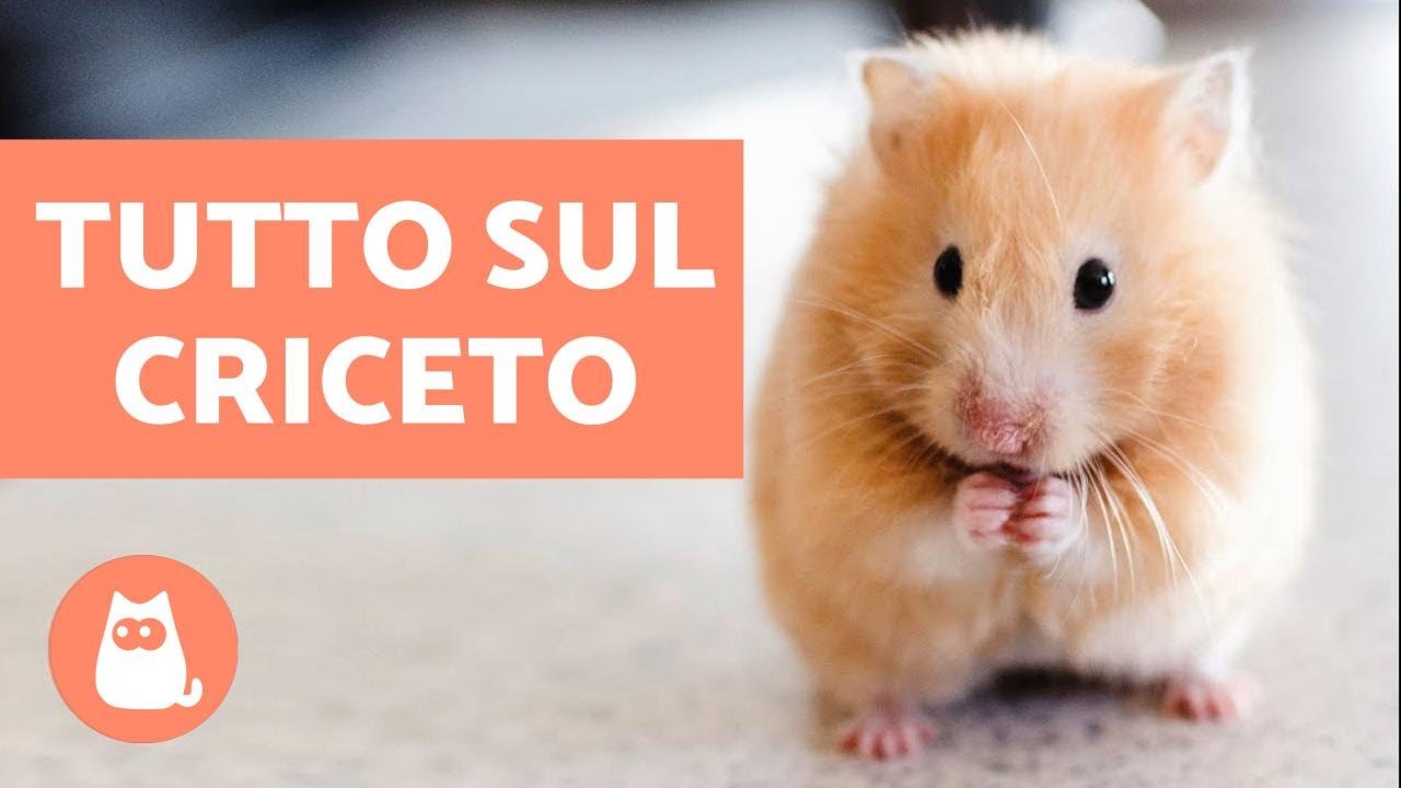 come prendersi cura di un criceto