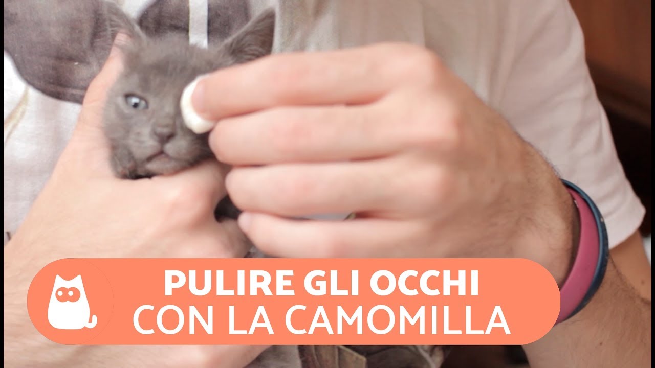 come pulire gli occhi ai gattini