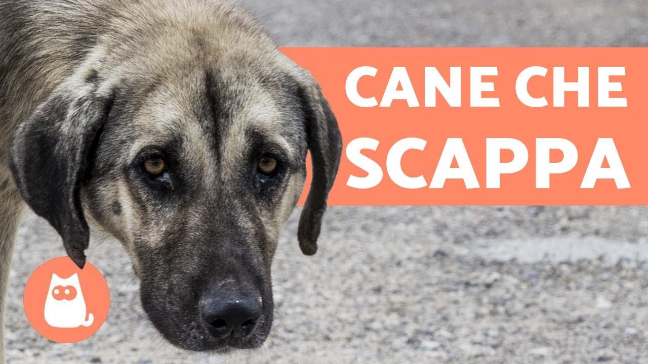come punire un cane che scappa