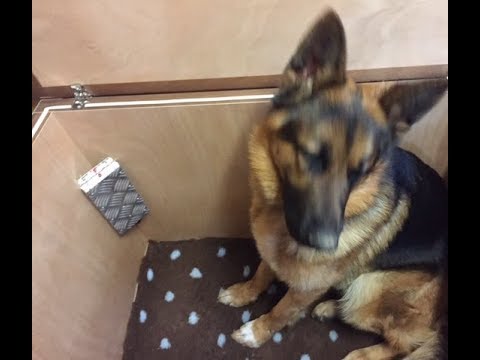 come riscaldare una cuccia per cani