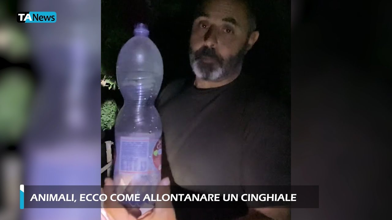 come scacciare i cinghiali di notte