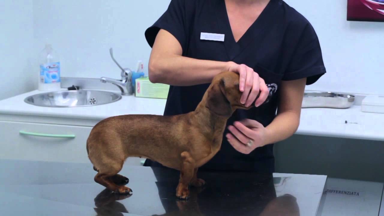 come somministrare il miele al cane