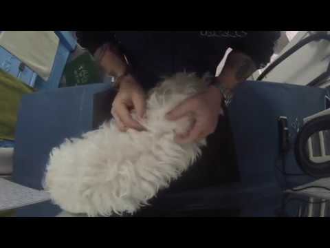 come tagliare il pelo al cane con la macchinetta