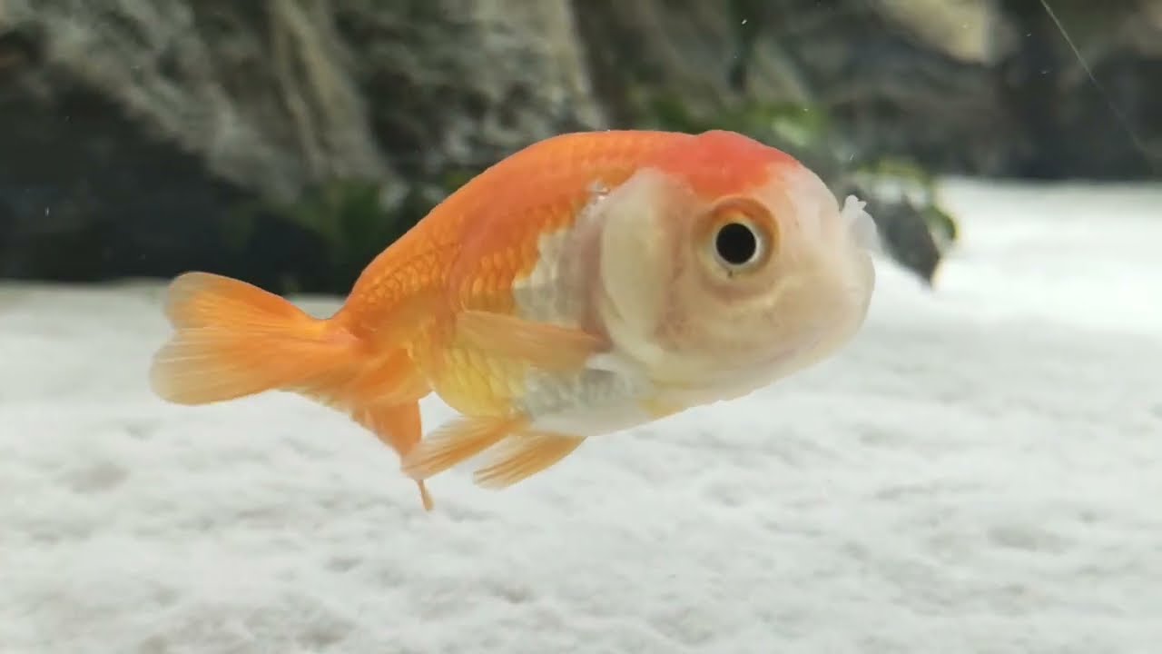 come tenere un pesce rosso senza acquario
